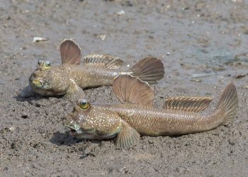 Went Full Swamp Gremlin in Singapore’s Mud Pits