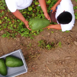 The Soursop Lady Singapore Agribusiness Profile