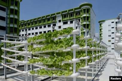 Singapore Grows More with Less on 'Sky Farms
