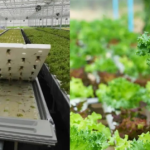 Green Keyboard: Singapore Sole Proprietor in Agriculture and Trade