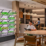 Singapore's Premier Urban Farmers: Edible Green Walls for All Indoor Spaces