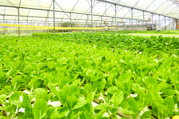MEOD Pte. Ltd. Singapore Agribusiness and Construction Profile