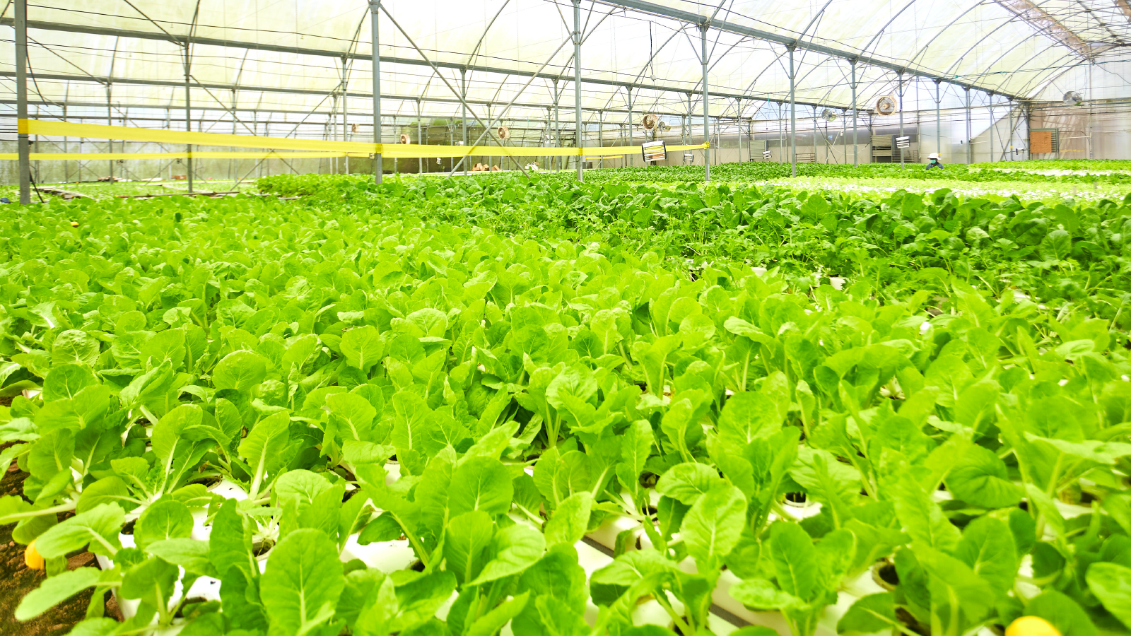MEOD Pte. Ltd. Singapore Agribusiness and Construction Profile